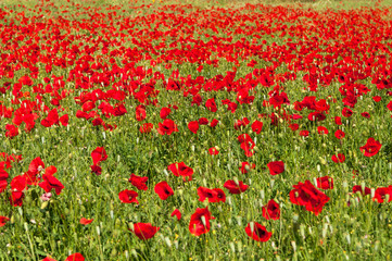 Naklejka premium Poppy field