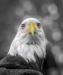 American Bald Eagle Portrait