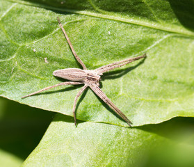 spider in nature. macro