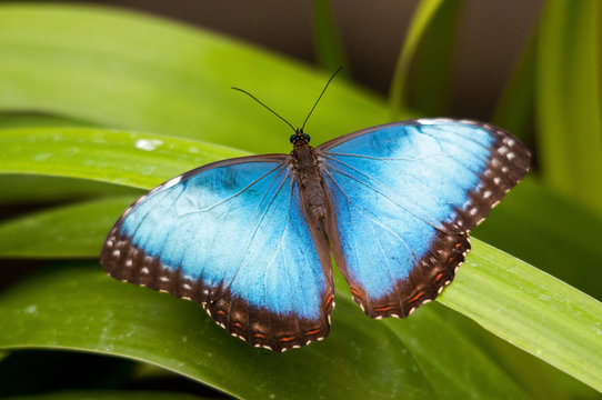 Big Butterfly Blue Morpho, Morpho peleides,  Costa Rica