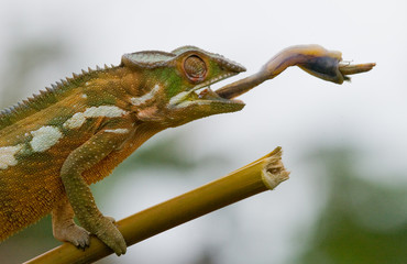 Chameleon at hunt insect. Long tongue chameleon. Madagascar. An excellent illustration. Close-up. © gudkovandrey