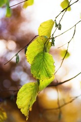 Green autumn leaf in nice lighting