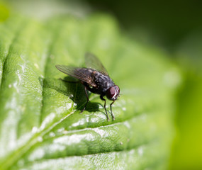 fly in nature. macro