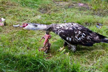 Bald eagle eating salmon