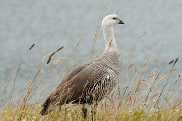 Male Magellan Goose - Bahia Lapataia - Argentina