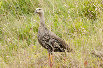Female Magellan Goose - Bahia Lapataia - Argentina