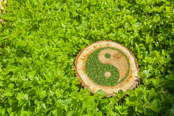 Tree stump on the grass with ying yang symbol.