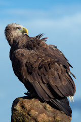White Tailed Sea Eagle (haliaeetus albicilla)/White Tailed Sea Eagle on rocky outcrop