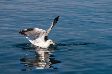 Seagull catch food on sea surface