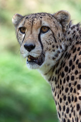 Cheetah (Acinonyx Jubatus)/Cheetah head and shoulders portrait against a background of vibrant green grass