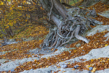 Kreidefelsen auf Rügen