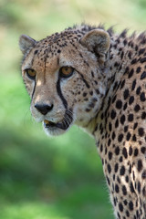 Cheetah (Acinonyx Jubatus)/Cheetah head and shoulders portrait against a background of vibrant green grass