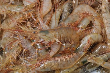 prawn Shrimp