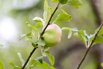 apple on tree in nature