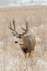 Mule Deer Buck in Snow