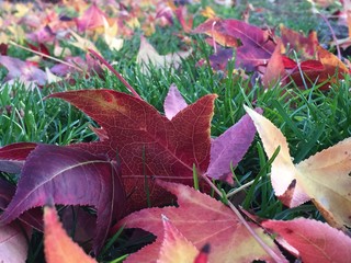 fallen leaves closeup