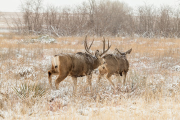 Mule Deer buck and Doe in Rut