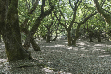 Платановая роща