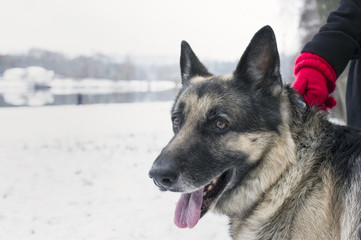 Happy Dog In Winter