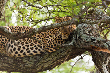 Leopard
