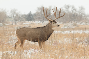 Obraz premium Mule Deer Buck in Snow