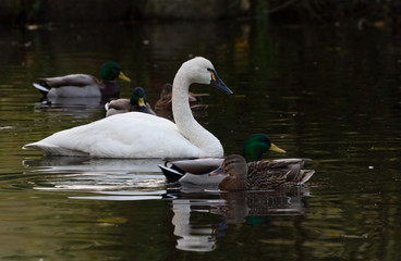 Tundra Swan