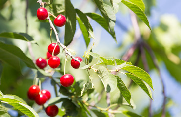 ripe cherries on the tree in nature