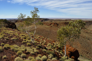 Spinifex Plants - Australian Outback