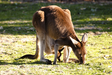 Fototapeta premium Kangaroo & Offspring - Australia