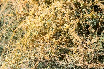 yellow grass on the nature of the parasite