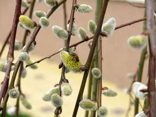 Honey bee on a tree branch