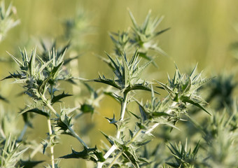 prickly plant in nature