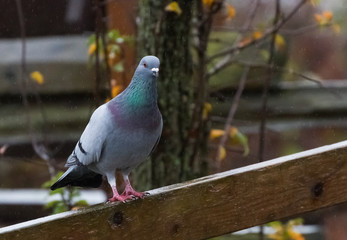 Rock Pigeon