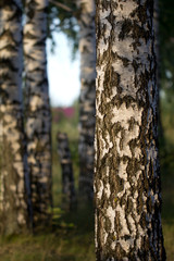 birch trees in nature