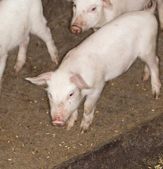 pigs on the farm