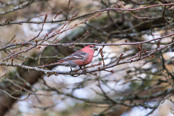 Pine Grosbeak