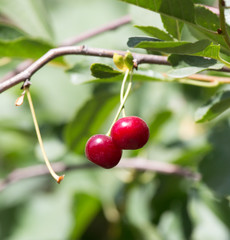 Cherry on the tree in nature