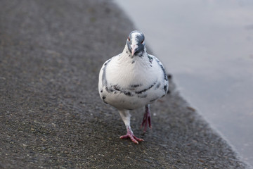Rock Pigeon