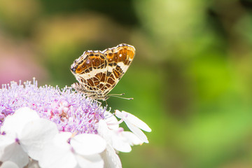 Map Butterfly on Hydrangea Flower