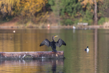 double-crested cormorant
