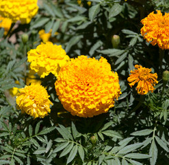beautiful yellow flowers on the nature