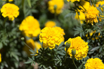 beautiful yellow flowers on the nature
