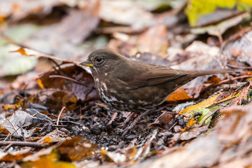 Fox Sparrow