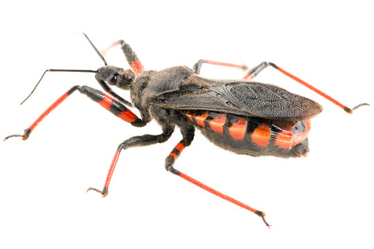 The assassin bug Rhynocoris annulatus isolated on white background, lateral view.