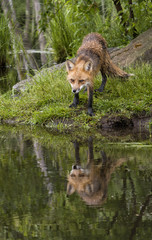 Red Fox Reflection