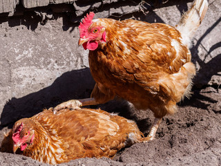 Chickens in the sand