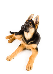 puppy german shepherd dog lying down and looking up on white background 