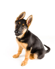 puppy german shepherd dog sitting on white background 
