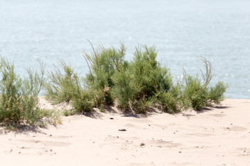 plant in the sand on the shore