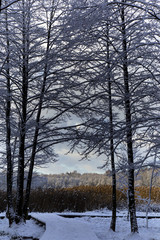 Fototapeta premium Snow covered trees branches